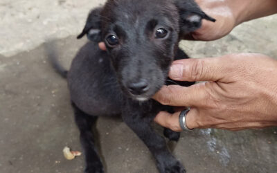 Meet Ben, our latest little sponsor pup