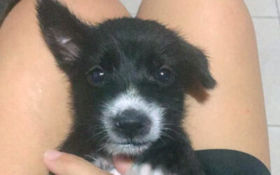 3 new rescues: Tom, Dick & Harry