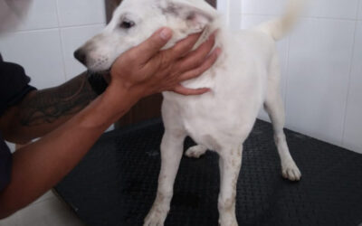 Trixie and Teddy to the vet