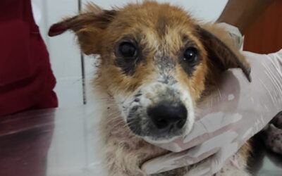Meet Tina, found in poor condition