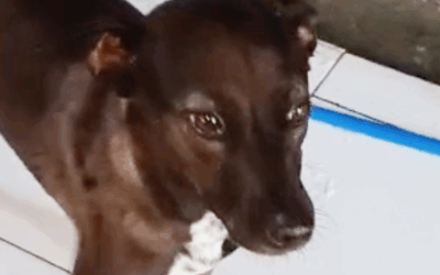 Update on Bella and her leg